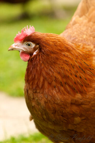 Kyllinger lager vakre kjæledyr til hagen din.