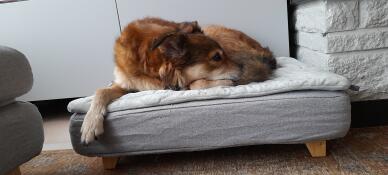 Hund som sover på Omlet Topology hundeseng med vattert topper og firkantede treføtter