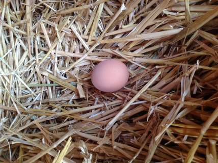 Amy Punchard loves finding a fresh egg in her chickens' nest in the morning