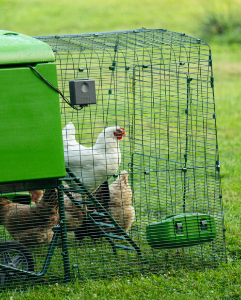 Kyllinger som forlater hønsegården for å Go inn i løpegården.