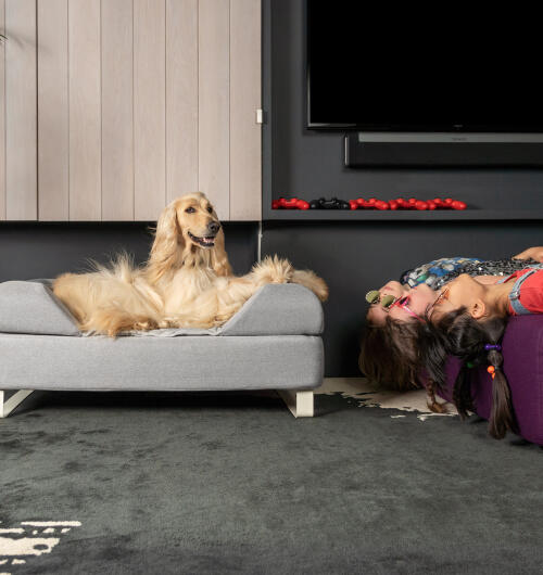 Afghansk greyhound sitter på Topology memory foam hundeseng med tilpassbar polstring og hvite skinneføtter. tre jenter ligger opp ned i sofaen ved siden av dem.
