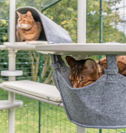 To katter på Freestyle kattetreet - en i hengekøye og en i en plattformhule
