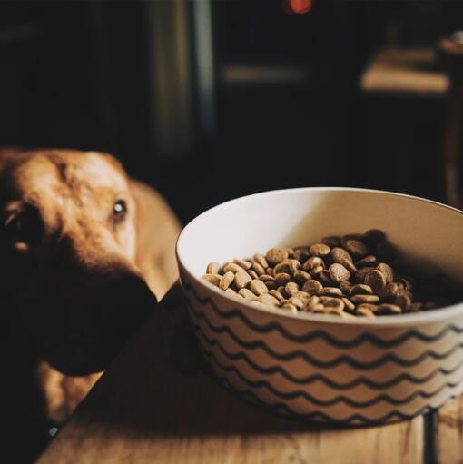 Hund ser på matskålen med et bølgemønster på