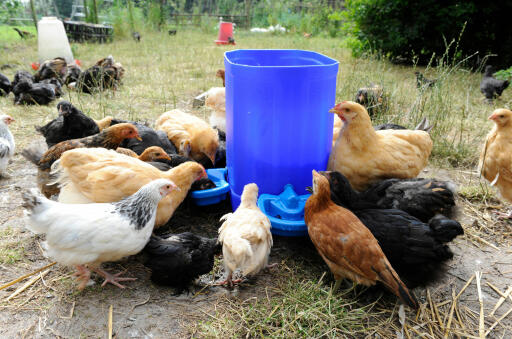 Kyllinger vil alle elske å drikke fra maxi-koppdrikkeren