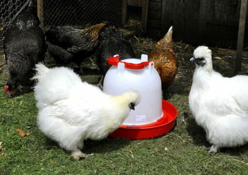 6 liters kombinasjonsdrikker for kyllinger.