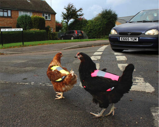Hold kyllinger trygge på veien!