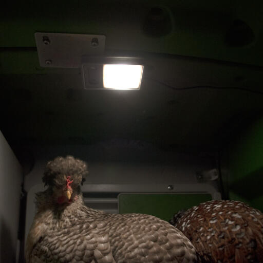 Kyllinger i Eglu Cube stort hønsehus og kjør med hønselys på