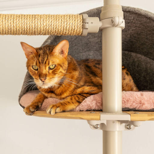 Katt sitter i grått, komfortabelt hule av Freestyle innendørs gulv til tak kattetre