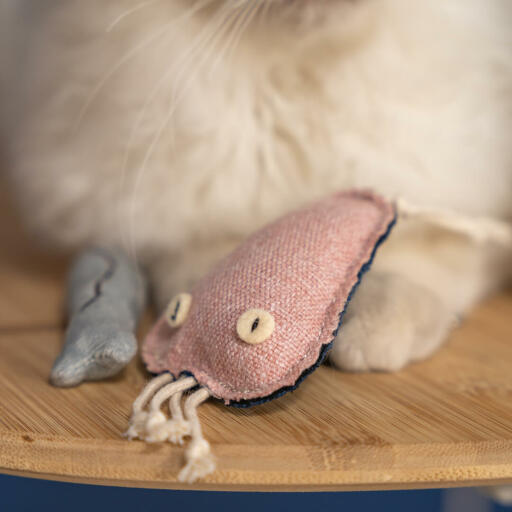 Nærbilde av Omlet katt leke manet med hvit katt