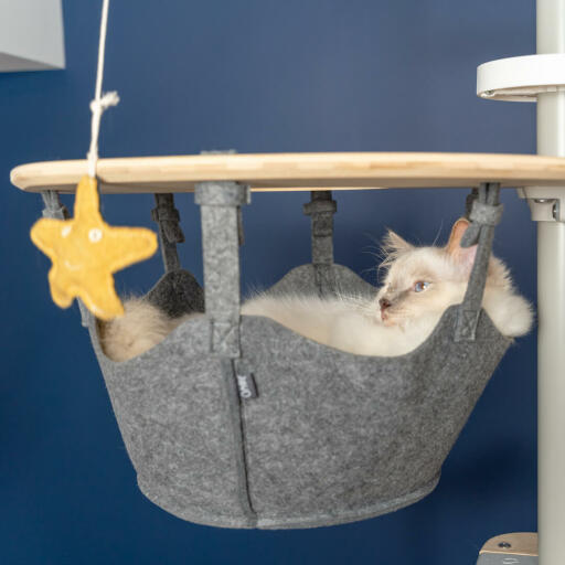 Hvit katt sitter i hengekøye av Omlet Freestyle gulv til tak kattetreet ser på Omlet katt leke sjøstjerne