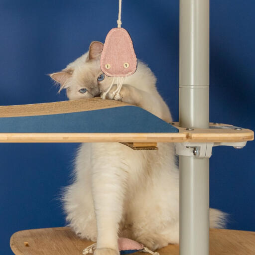 Søt hvit, luftig katt som leker med manetleketøy på Omlet fra gulv til tak Omlett