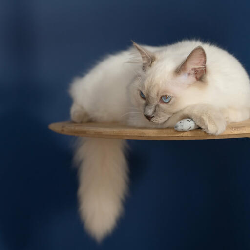 Hvit katt sitter Omlet Freestyle gulv til tak kattetre