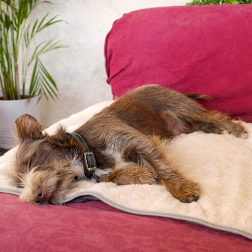 Bruk hundeteppet på sofaer, senger eller bilseter for å beskytte møblene dine mot dyrehår og skitne poter.