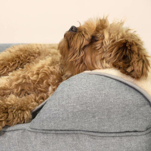 Oppgrader hundesengen med et varmt, supermykt teppe kjæledyret ditt absolutt vil elske.