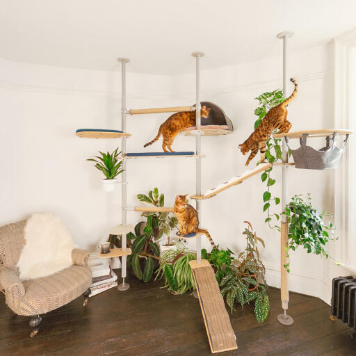 Katter som leker i det tilpassbare innendørs Freestyle høye kattetreet