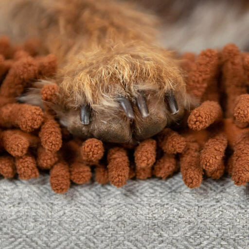Nærbilde av hundepote på Omlet Topology hundeseng med mikrofiber topper