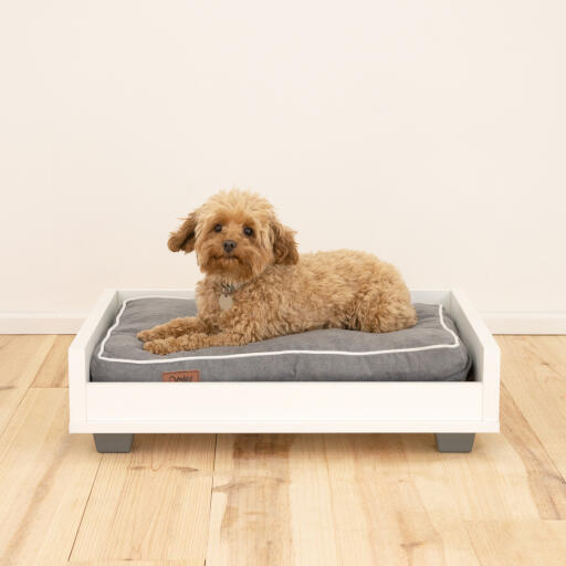 En liten brun hund på en grå Omlet med stativ