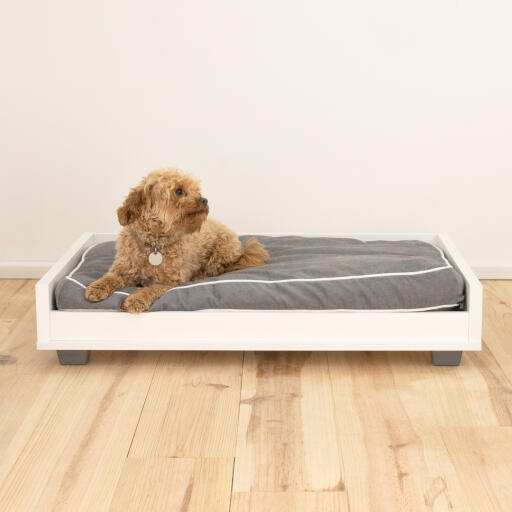 En liten brun hund i en grå og hvit sovesofa