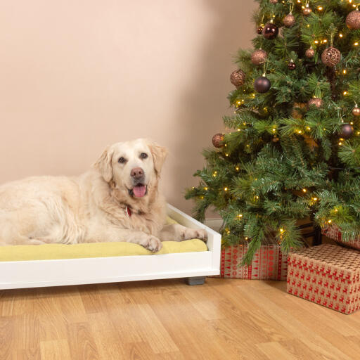 En Go lden retriever på en gul og hvit sovesofa ved siden av et juletre