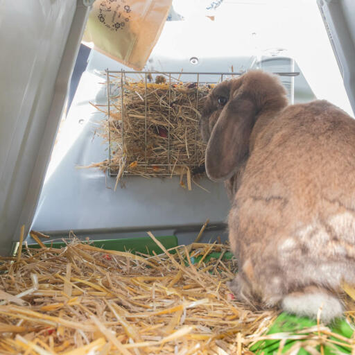 En kanin som spiser fra høystativet på baksiden av en Eglu Go hutch.