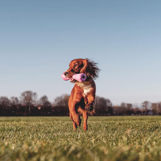 Hund i parken som holder rosa naturlig beinleke i munnen