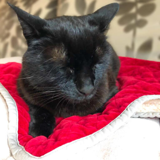 En katt hviler på et rødt Omlet kattteppe