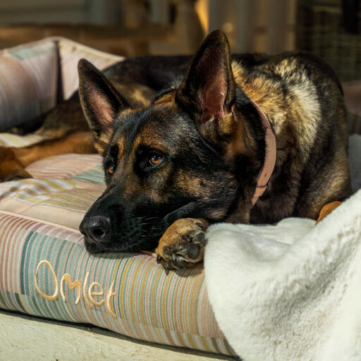 Schæferhund slapper av på en Omlet nest seng i pawsteps naturlig