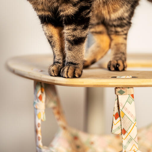Katt som står på toppen av et innendørs Freestyle cat tree hammock