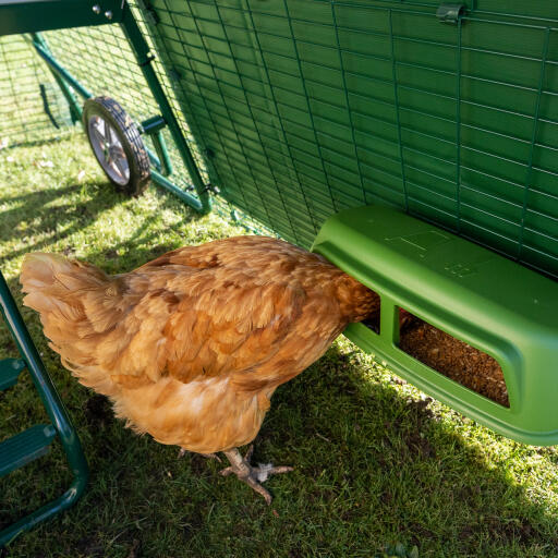 Kylling spiser inne i løpedekselet for Eglu Go opp hønsegården