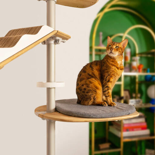 Katt på Freestyle gulv til tak puteplattform for kattetre