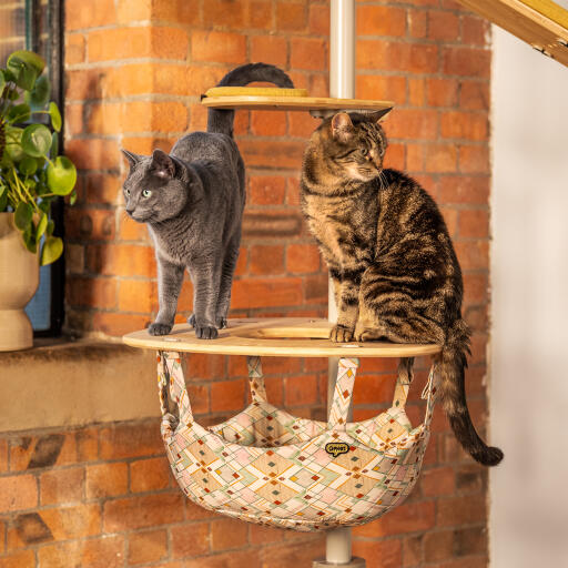 To katter som står på toppen av et innendørs Freestyle cat tree hammock
