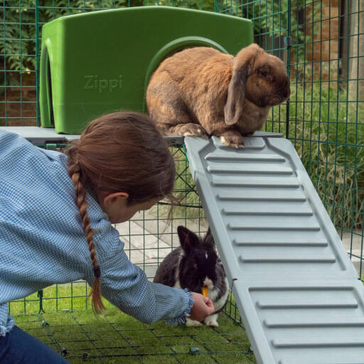 To kaniner som leker i Omlet Zippi