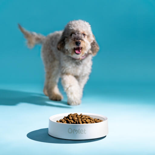 Hund som nærmer seg en hundeskål med mat i fargekritt