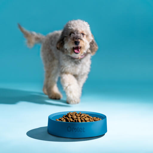 Hund som nærmer seg en hundeskål med mat i fargestorm