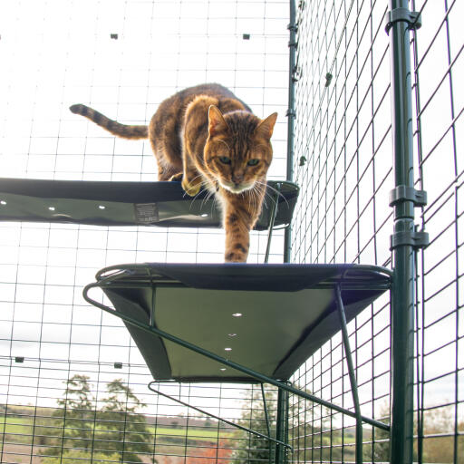 Katt som klatrer opp på blå utendørs kattehylle i catio utendørsløp
