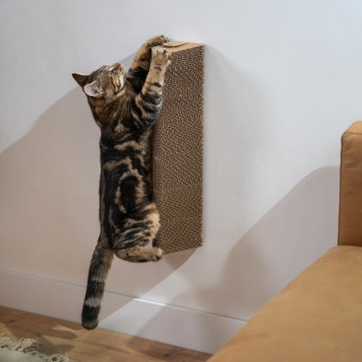 Katt som leker med den veggmonterte skrapestolpen