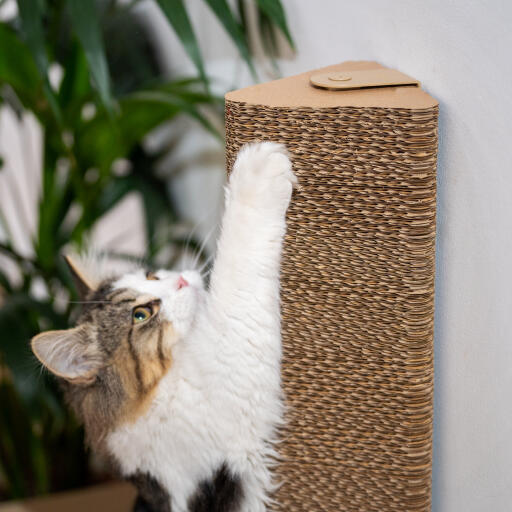 Katt som leker med den veggmonterte skrapestolpen