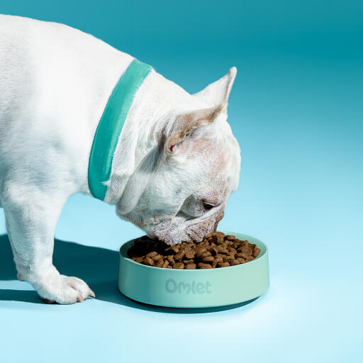 Hvit fransk bulldog som spiser av en Omlet hundeskål i salvie