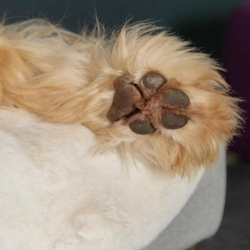 Nærbilde av hundepote på Omlet Topology saueskinn topper