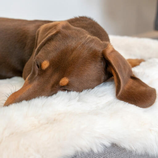 Nærbilde av dachs som sover på Omlet Topology hundeseng med saueskinn topper