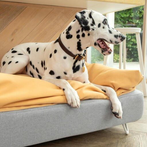 Dalmatisk hund sitter på Omlet Topology hundeseng med beanbag topper og hvite hårnålsføtter