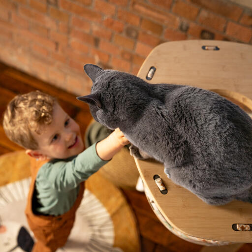 Liten gutt strekker seg opp til en katt i en innendørs Freestyle kattehengekøye