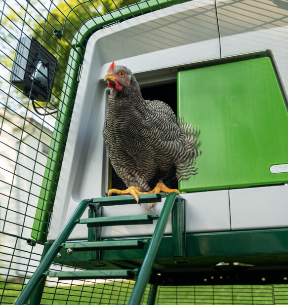 Kylling på vei ut av en automatisk dør på Eglu Cube