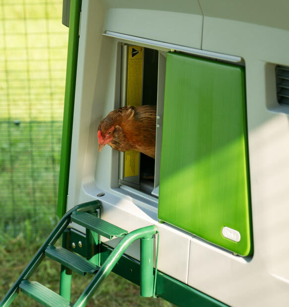 En kylling i døråpningen til den automatiske hønsehusdøren.