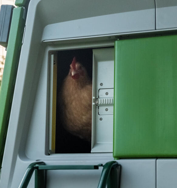 Kylling som ser ut fra en lukking Autodoor