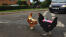 Høysynte kyllinger i veien