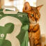 Tabby katt lener seg mot en grønn pose med kattesand