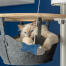 Søt hvit, luftig katt som leker med fiskeleke i hengekøyen til et Omlet fra gulv til tak Omlett