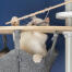 Hvit katt leker med fiskeleke i Omlet Freestyle gulv til tak kattetre hengekøye