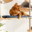 Katt som legger seg på vevd blå pute av Freestyle fra gulv til tak